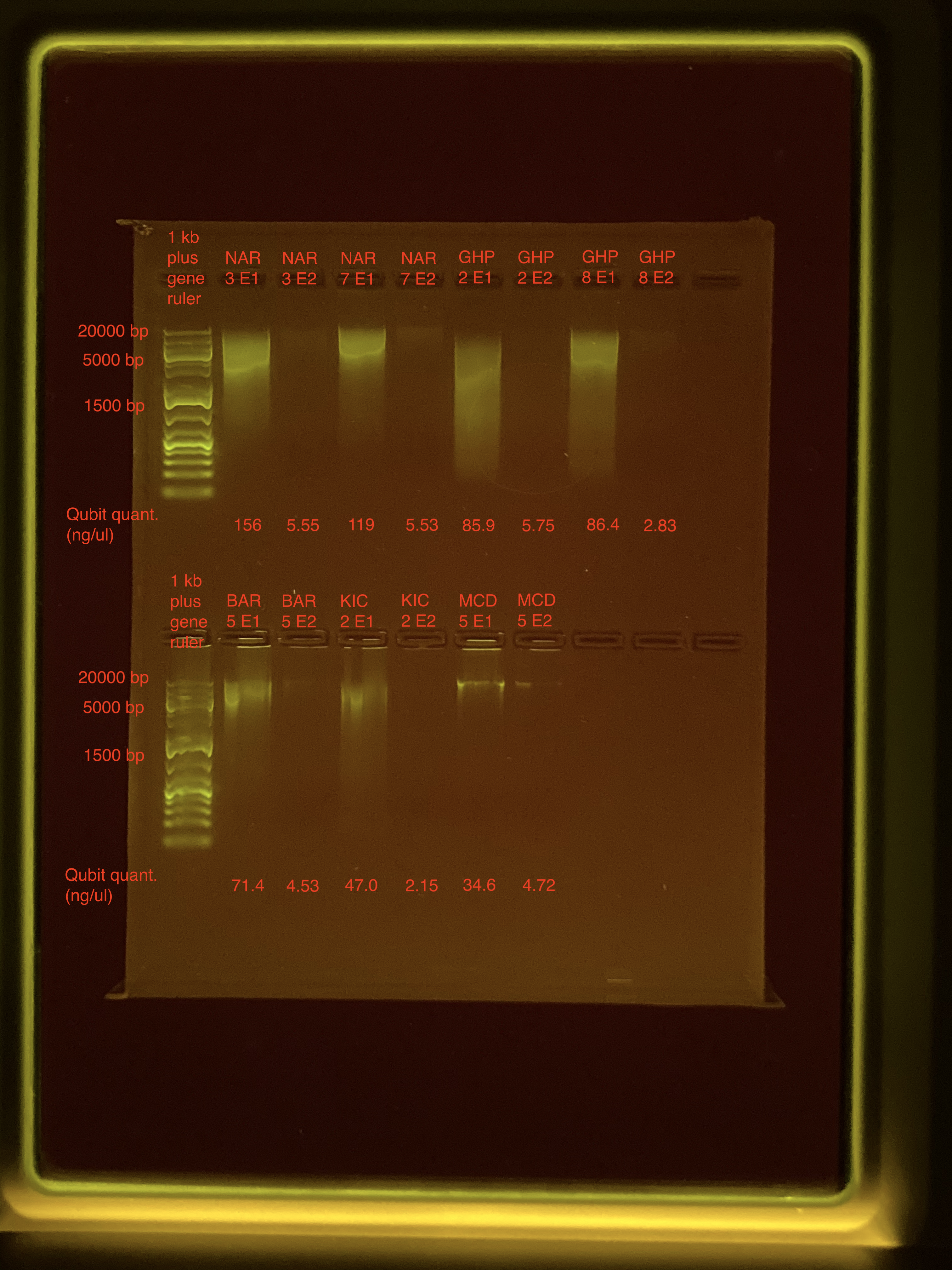 Gel_ReEx1