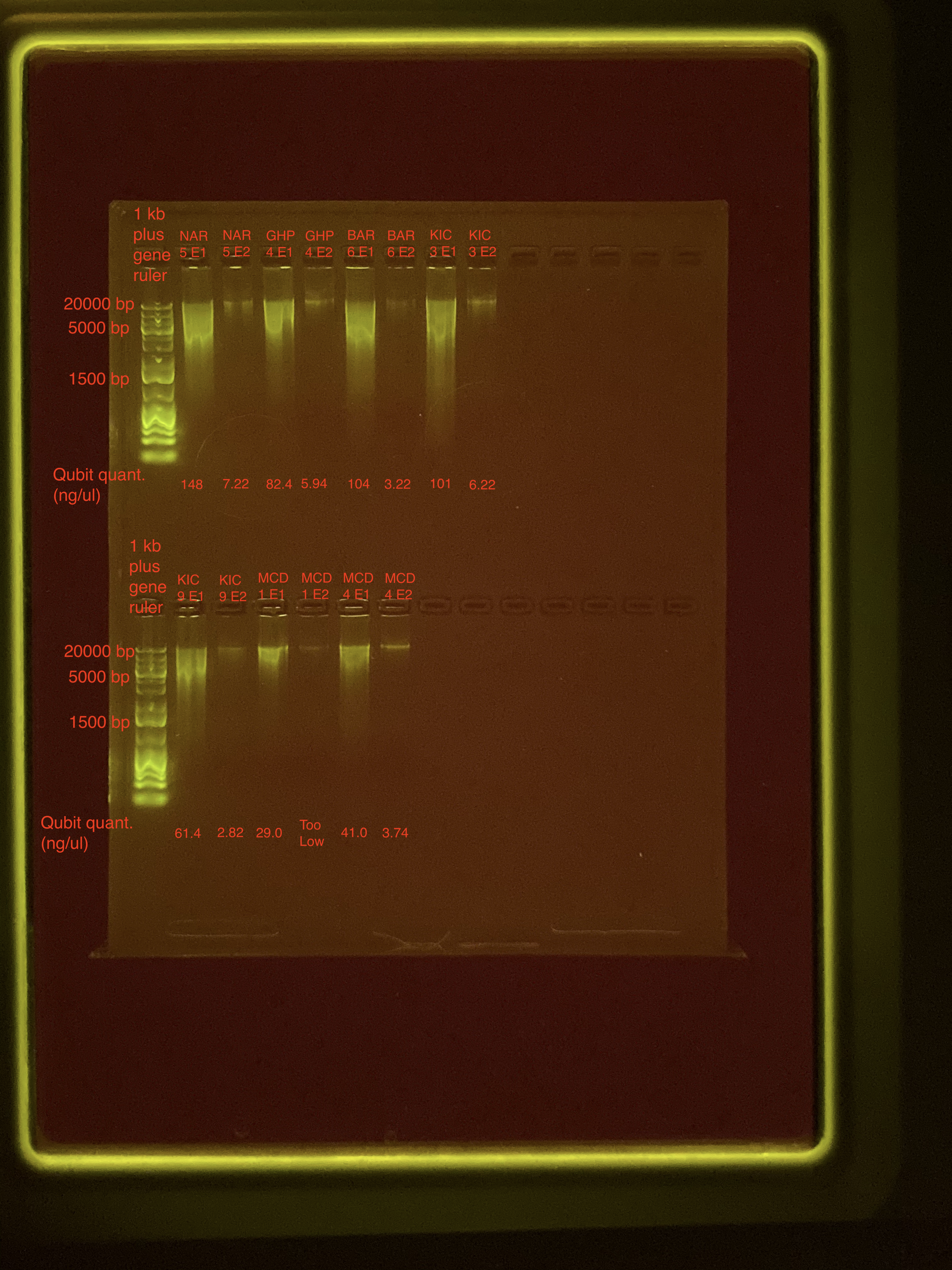 Gel_ReEx2