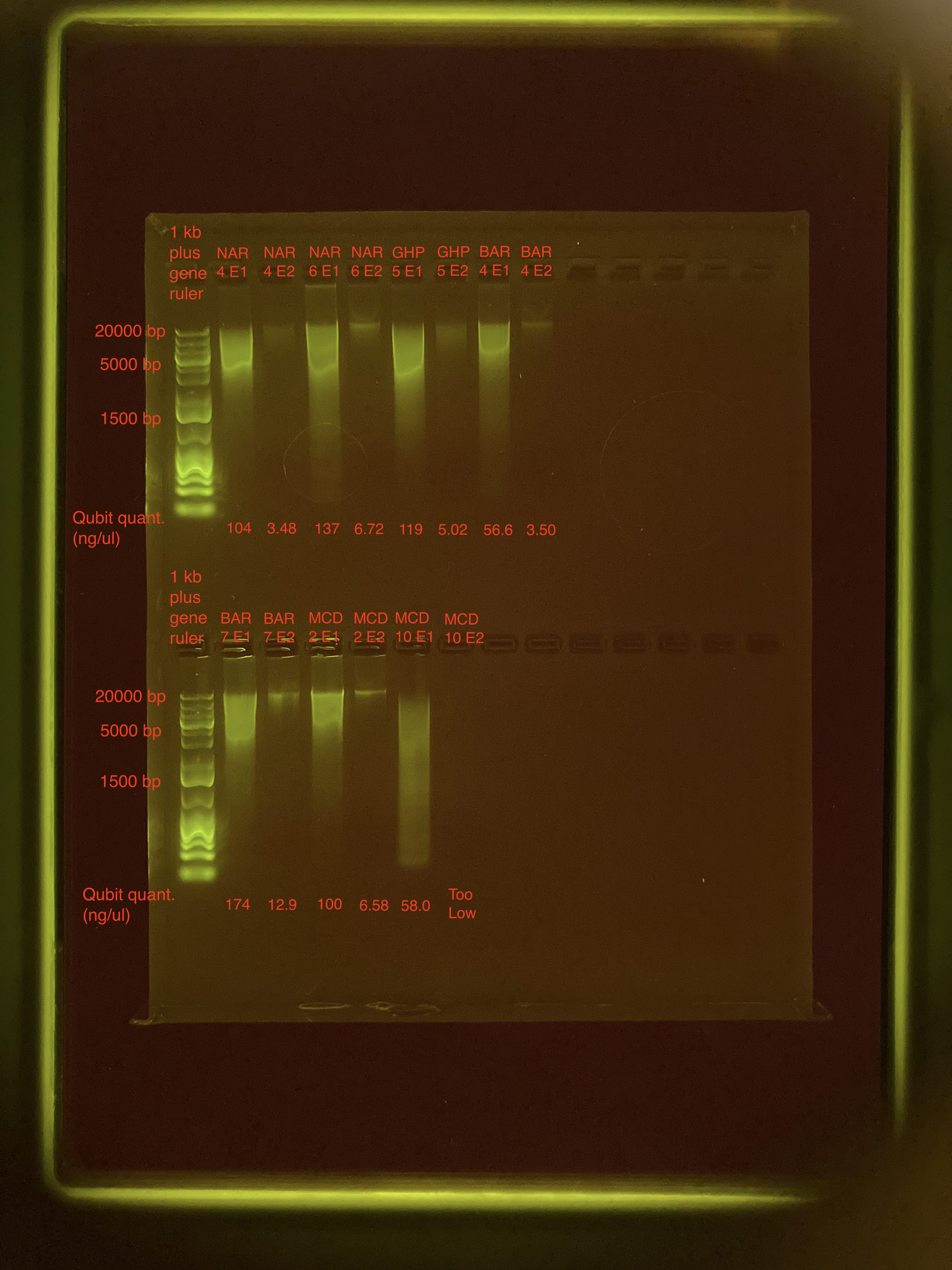 Gel_ReEx3