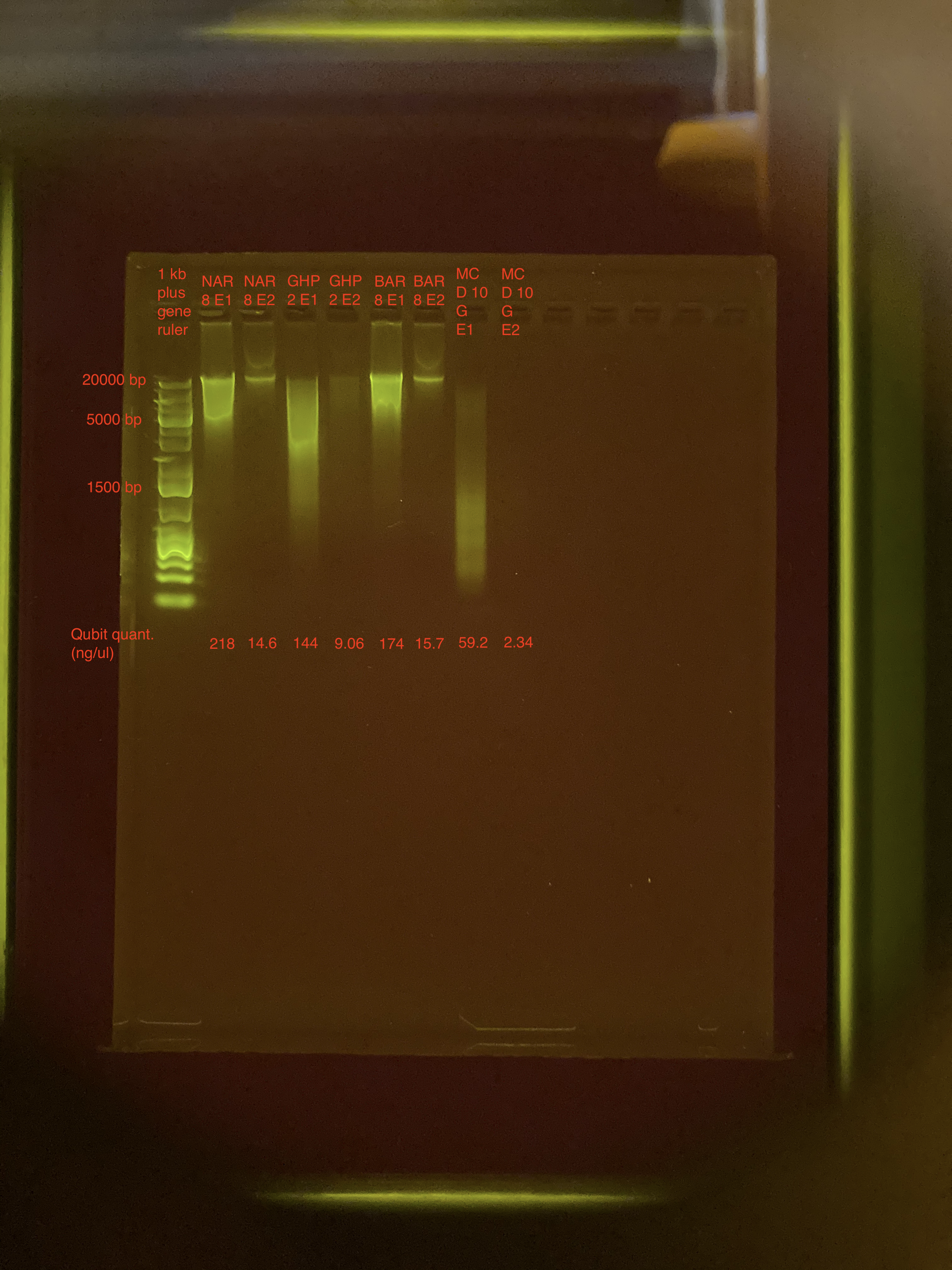 Gel_ReEx4